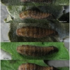 nep rivularis larva3 volg21